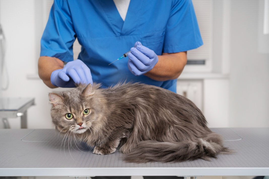annual cat vaccines