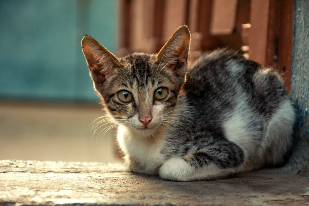 calcium deficiency in cats