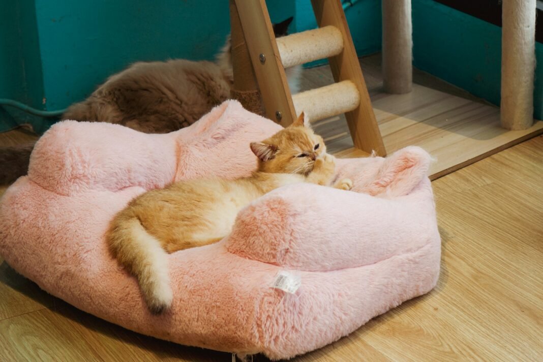best cat beds