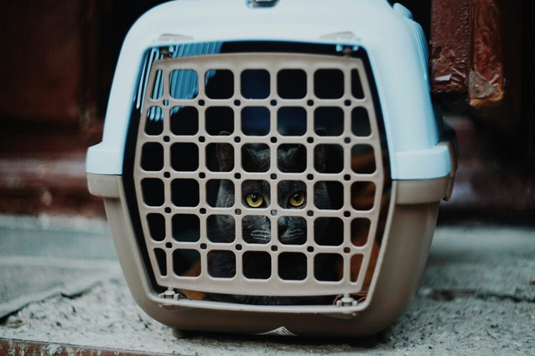 best cat carriers