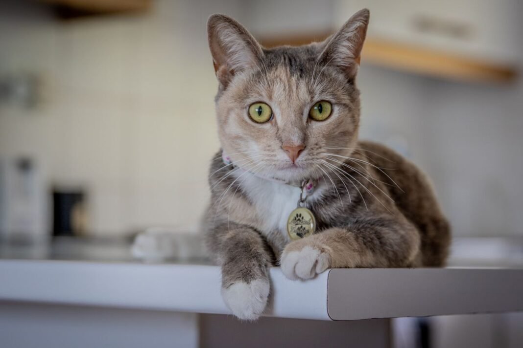 best cat collar and ID tags