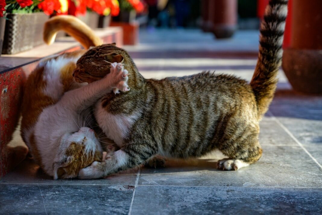 why does my cat fight with neighbour cats