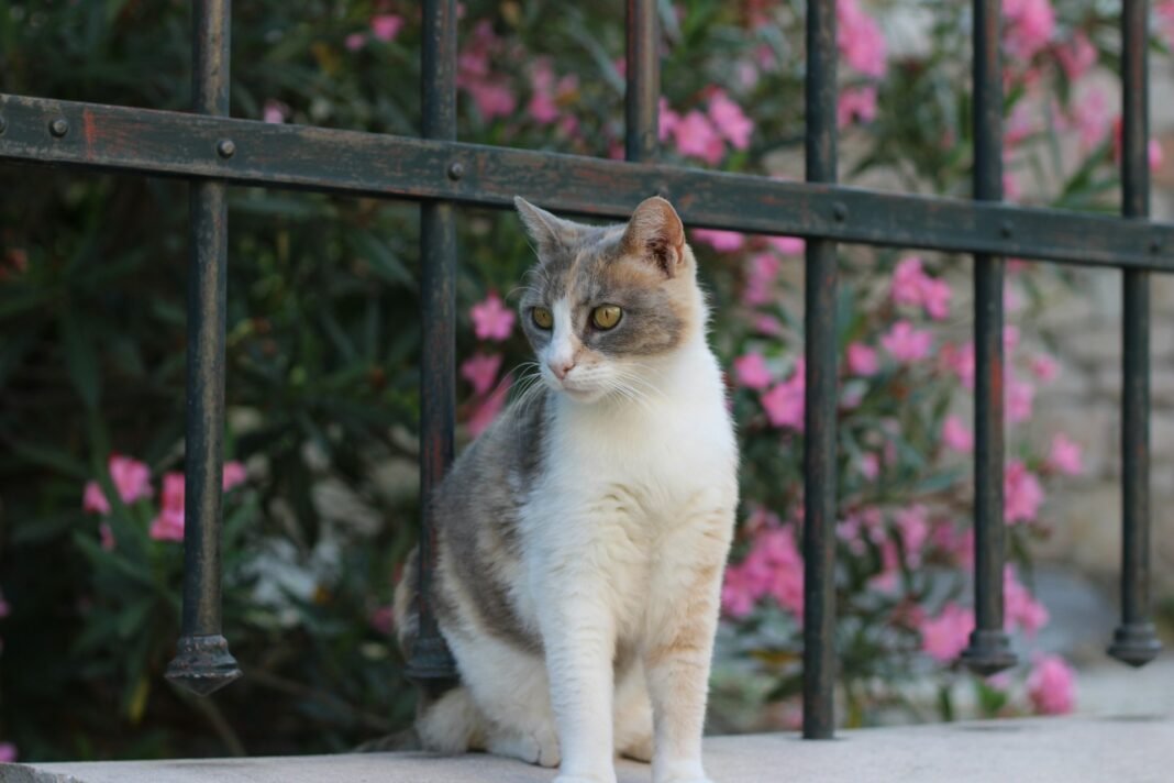 why does my cat go outside every day