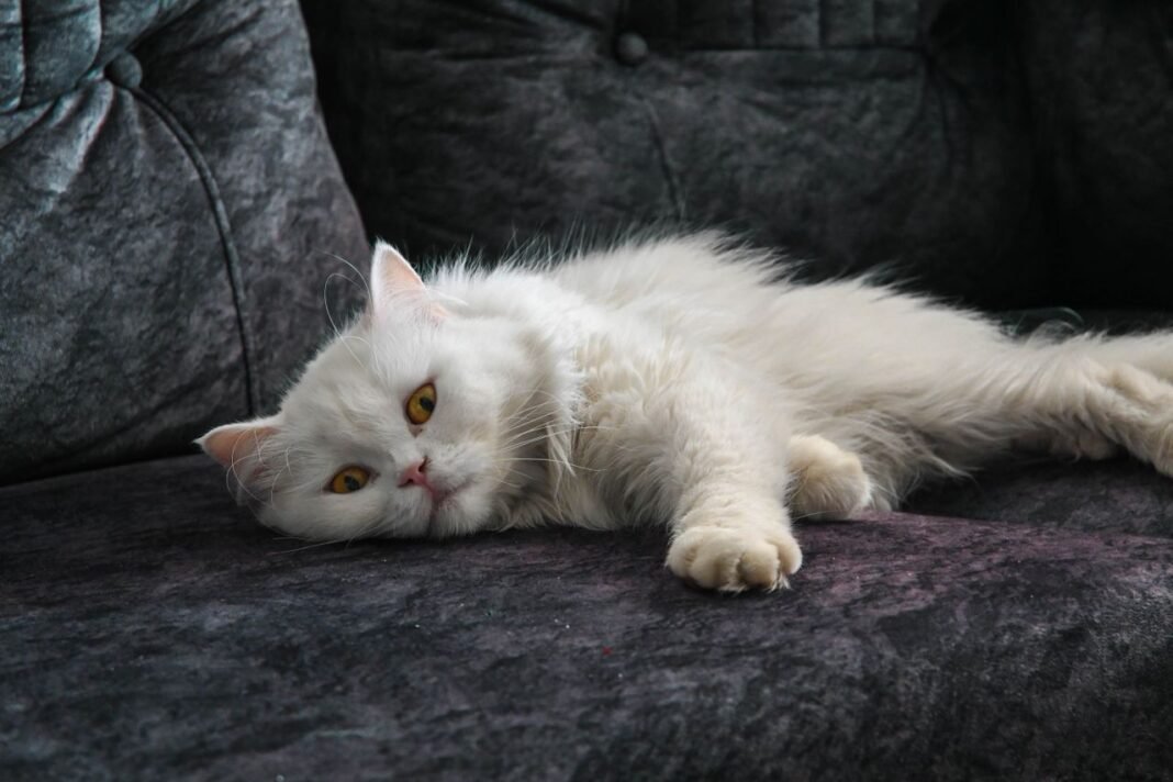how to get rid of cat hair