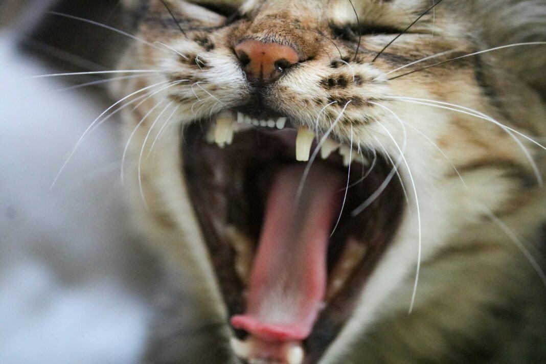 my cat has a broken tooth