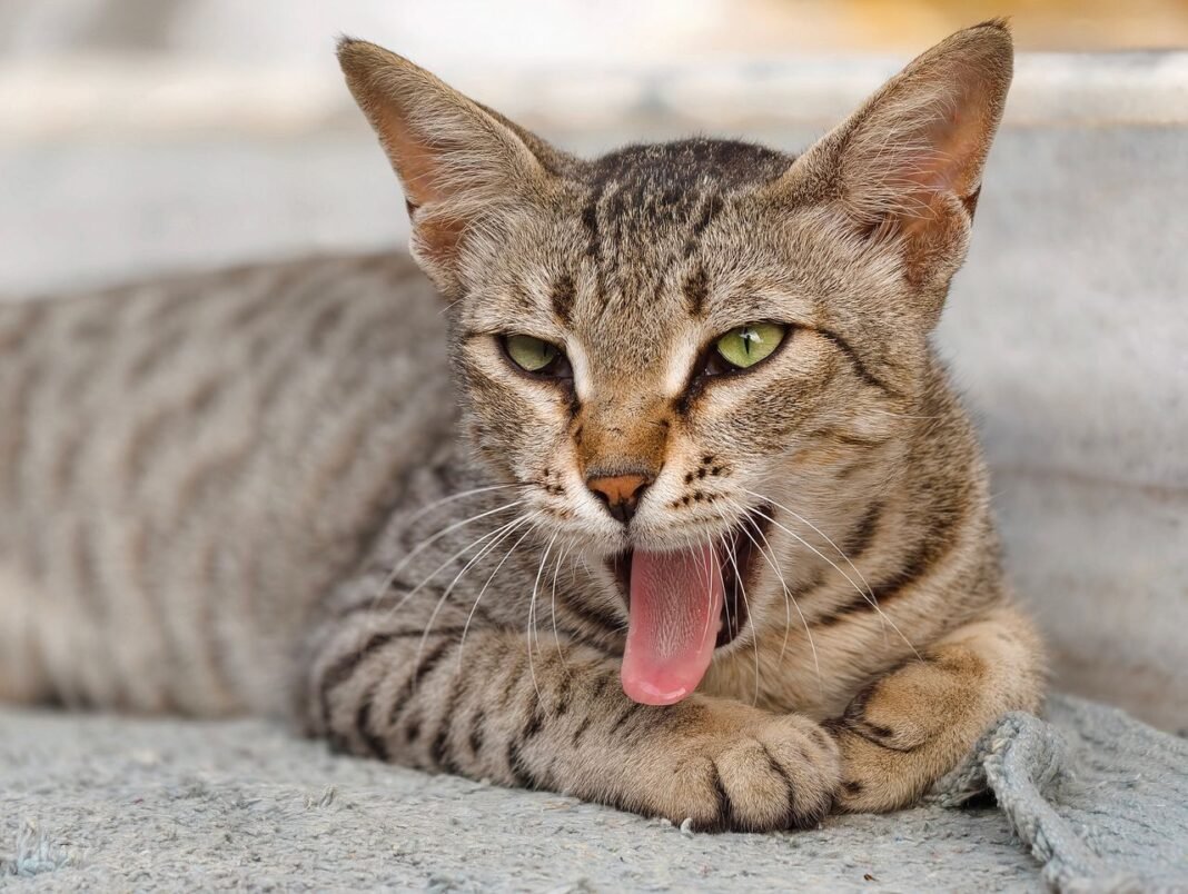 Cat Has a Cough
