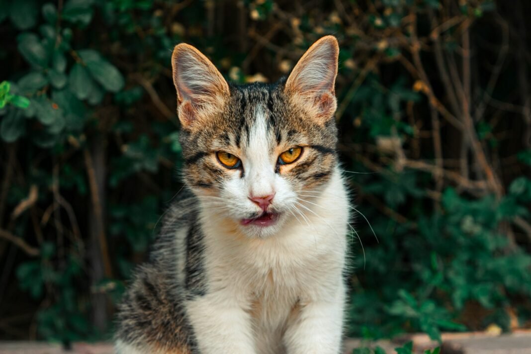 my cat is injured