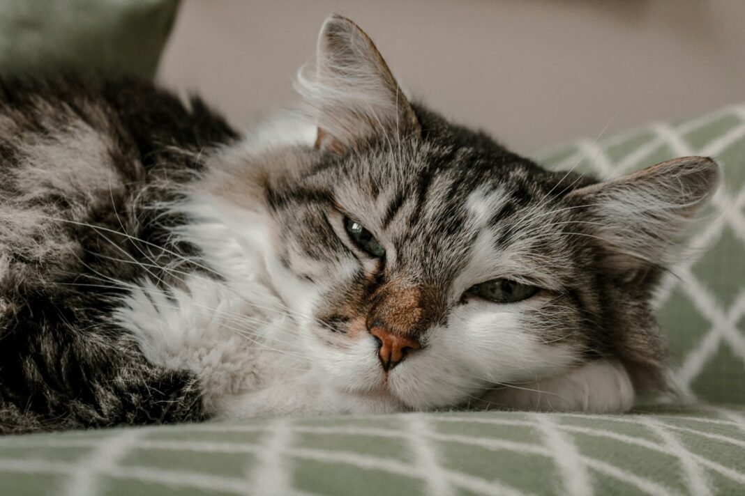 my cat is sick