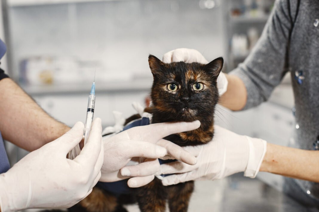 cat rabies vaccine
