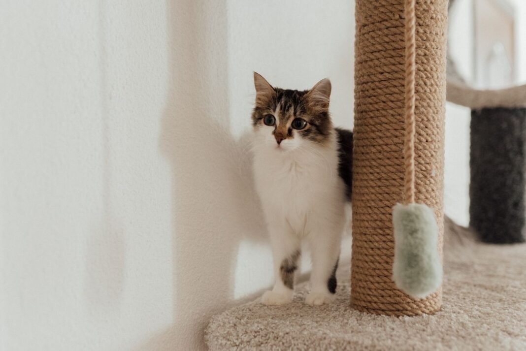 best cat scratching posts