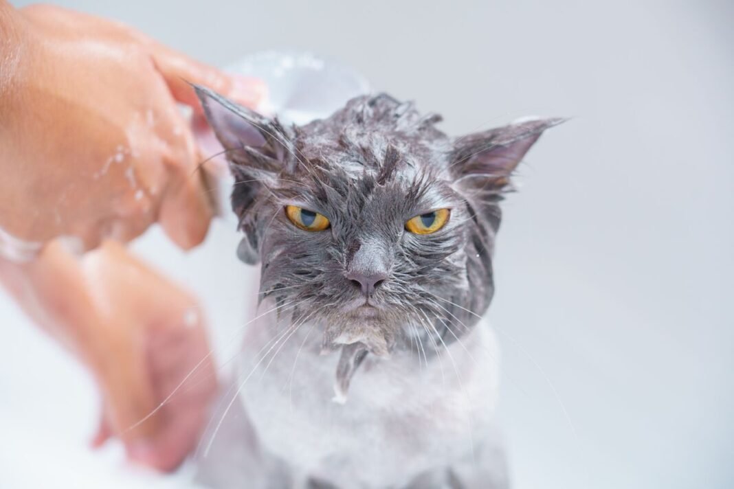 why does my cat smell bad