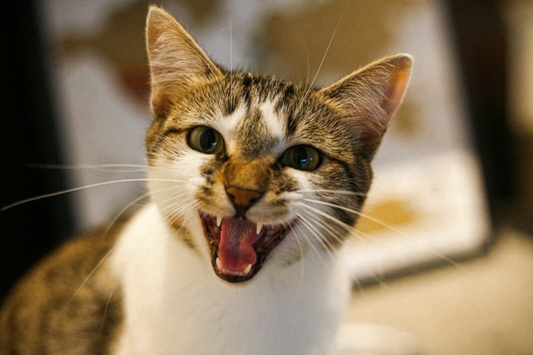 why is my cat so aggressive