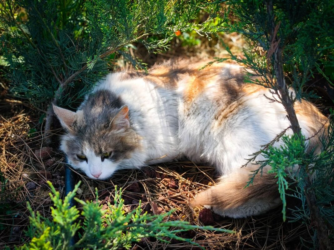 how to care for a cat in summer heat