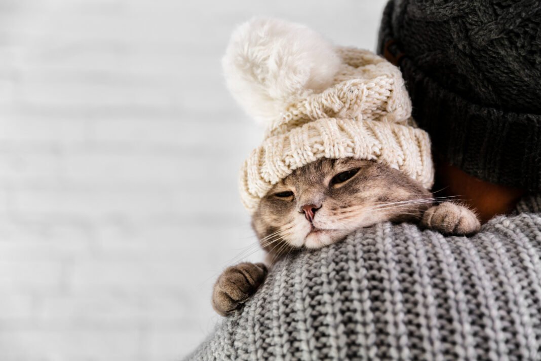 how to care for a cat in winter