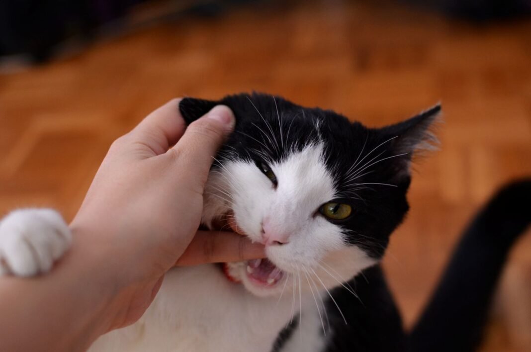 does a cat or dog bite cause rabies