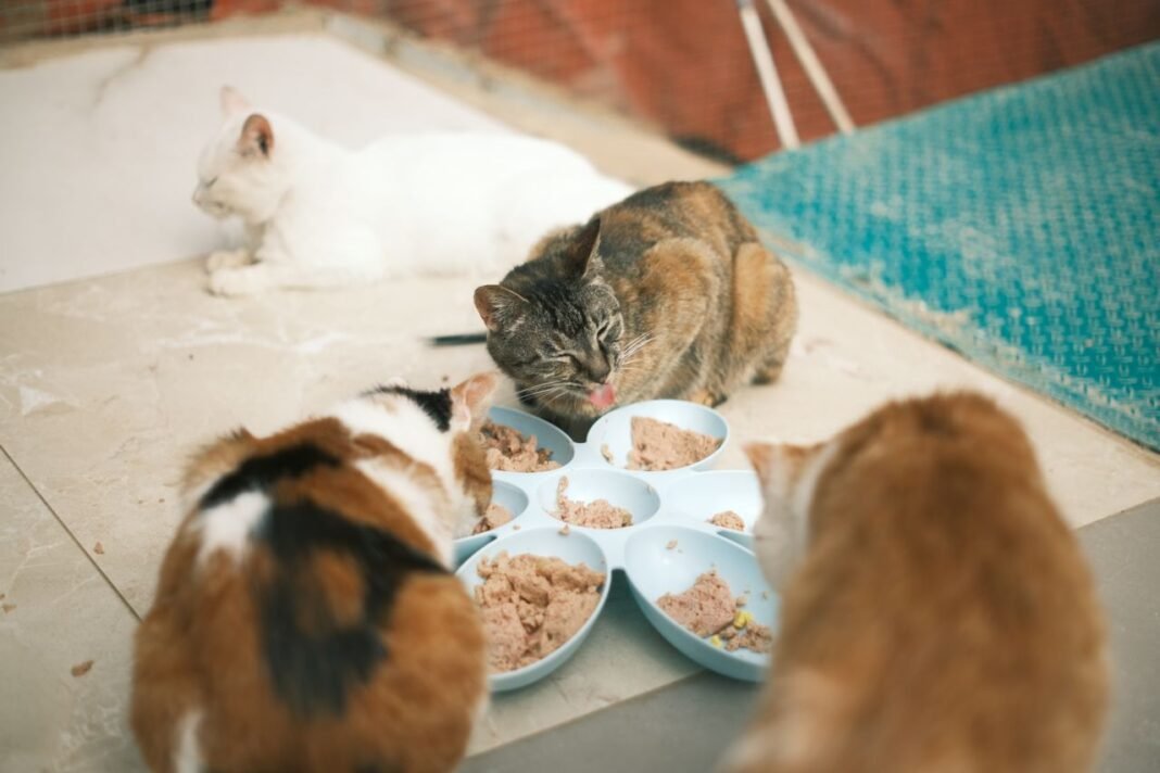 how to change your cat's food