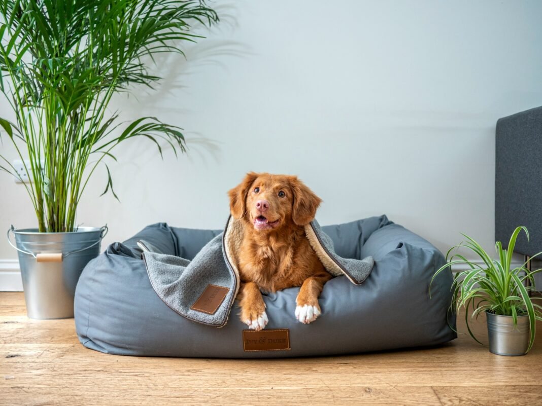 best dog beds