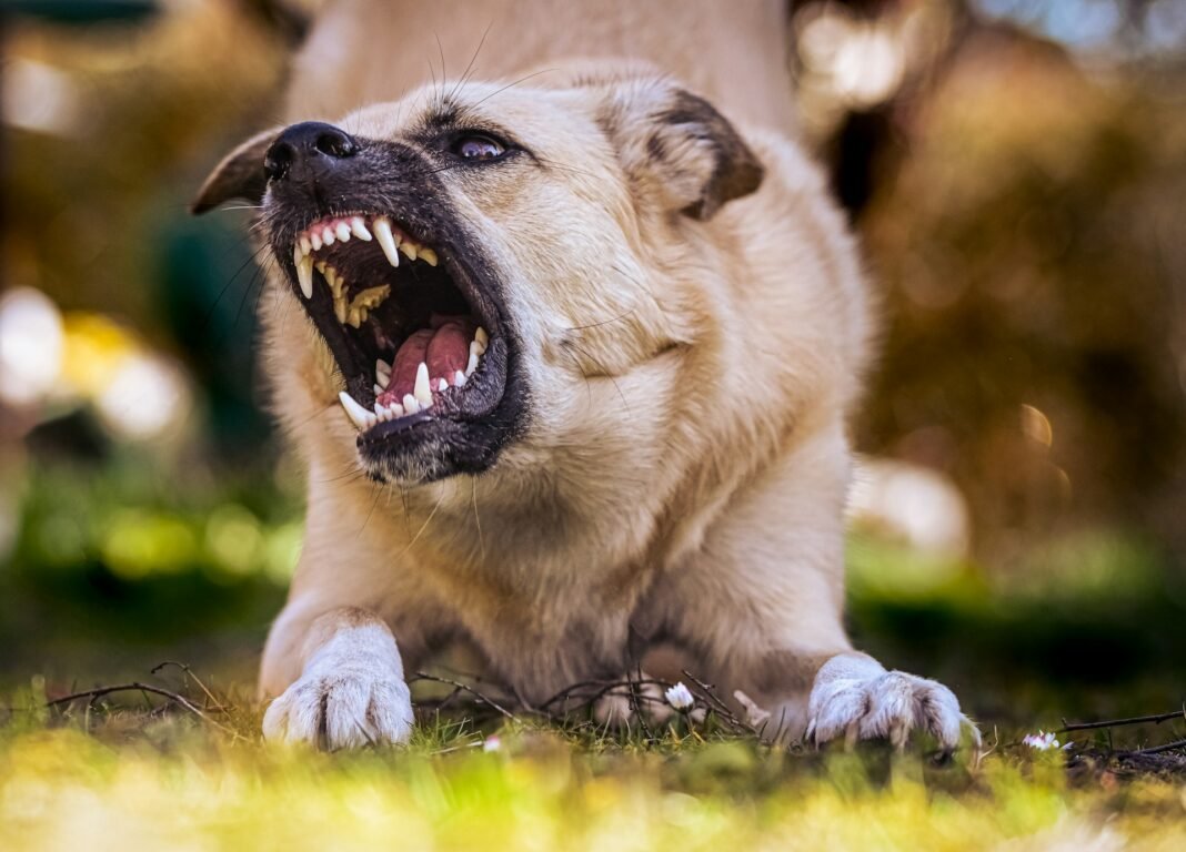 does a dog bite cause rabies