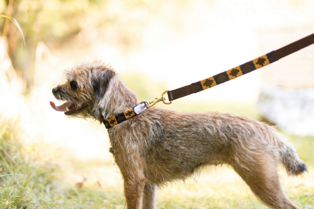 best dog collar and leash