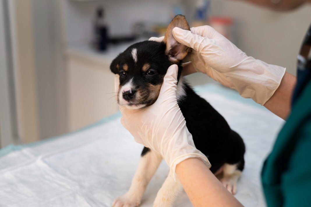 dog ear infection