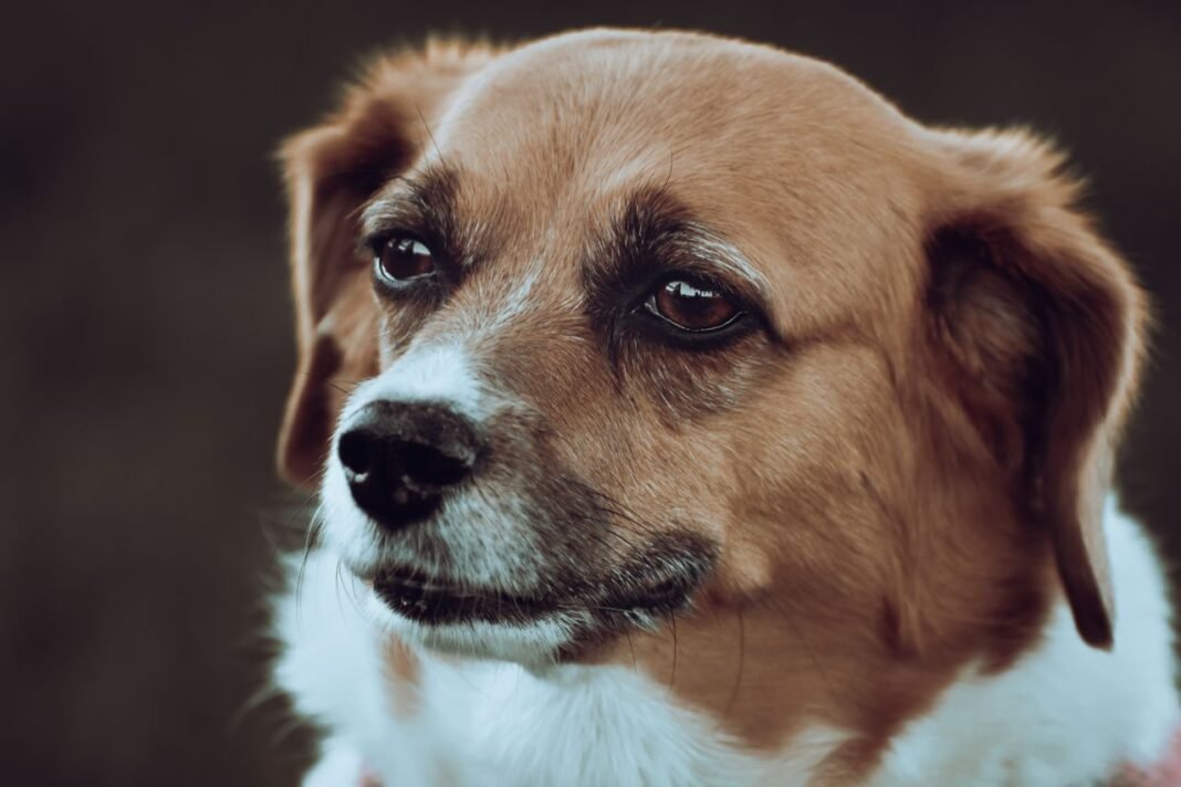 dog eye discharge