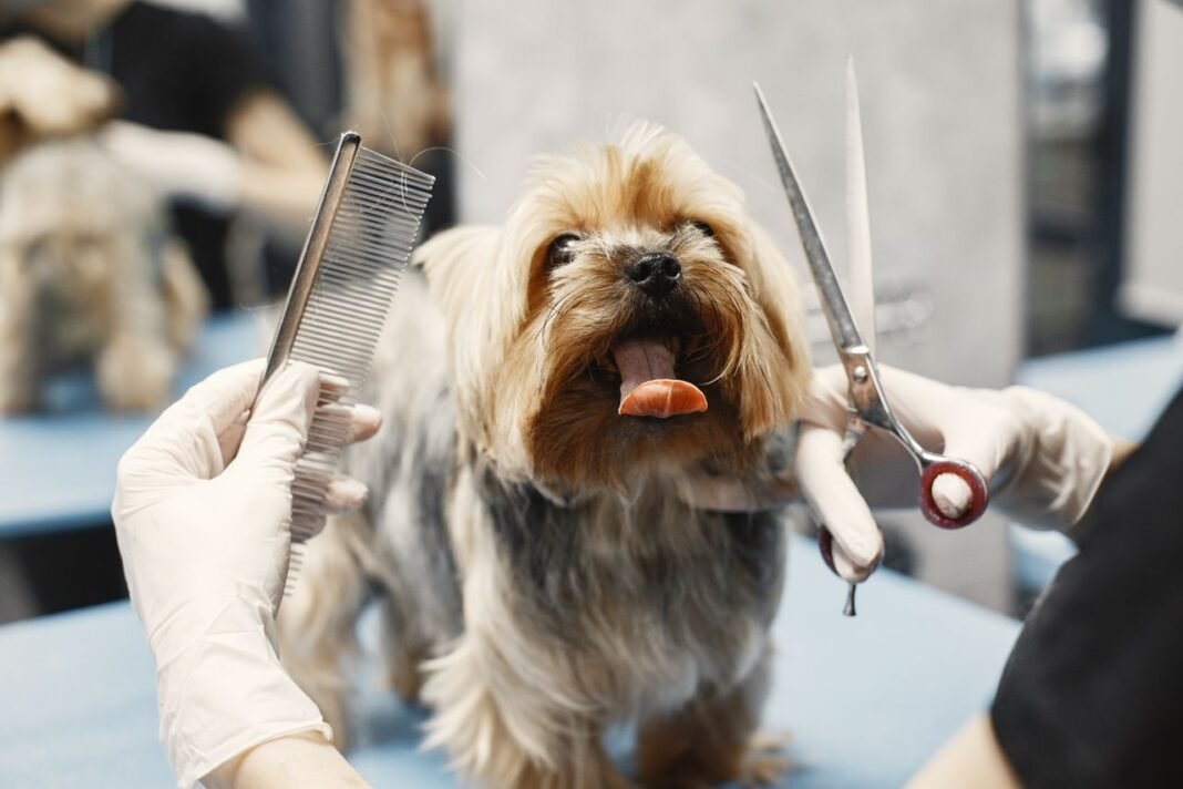 Dog Grooming Prices
