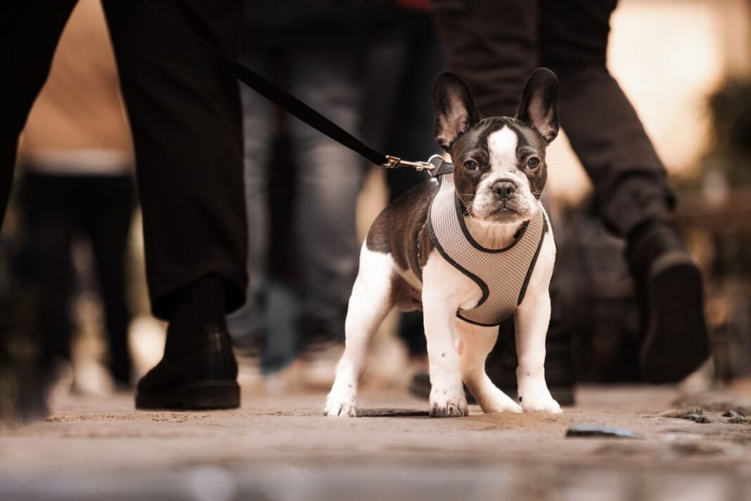 best dog harness for pulling