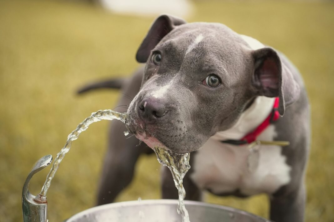 my dog is drinking too much water