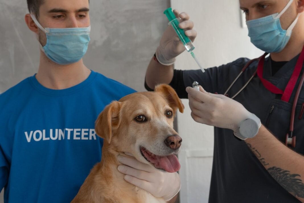 dog rabies vaccine