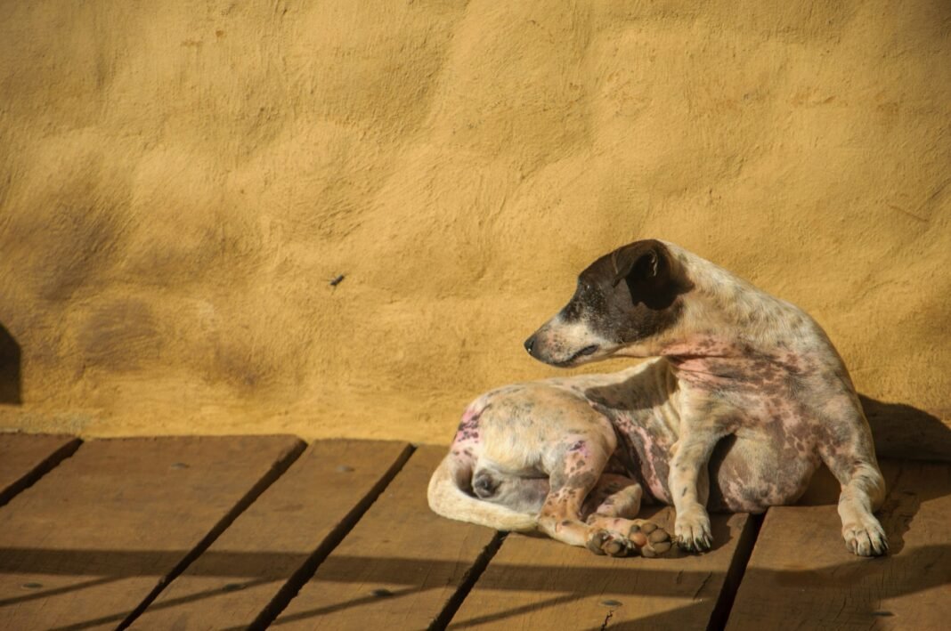 dog skin problems and itching