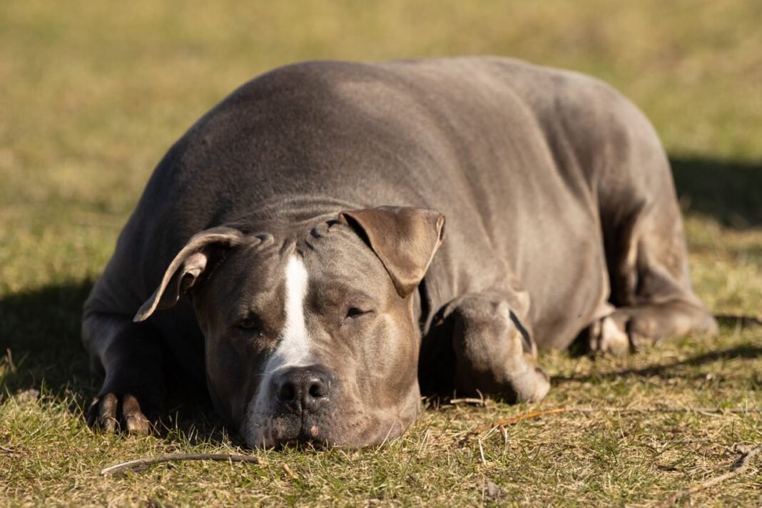 dog weight gain