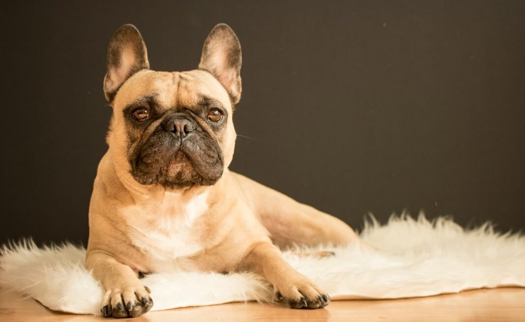french bulldog care guide