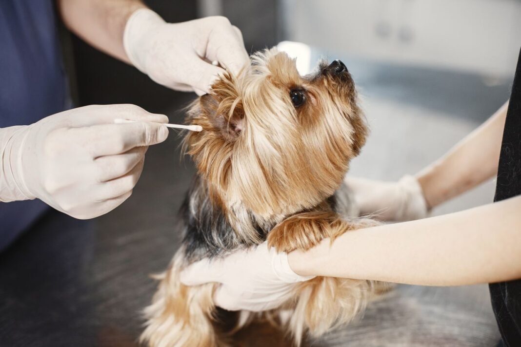 How to Clean Dog Ears at Home