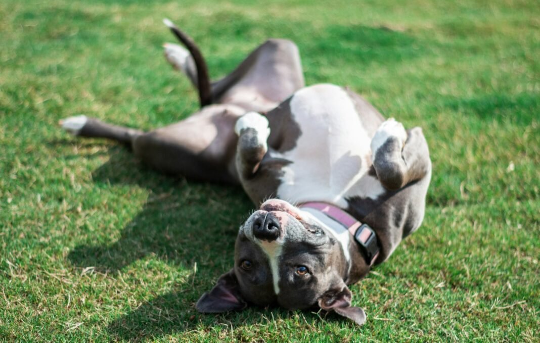 how to control a dog in heat