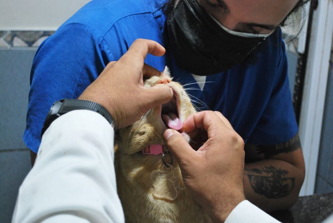 how to find the nearest vet