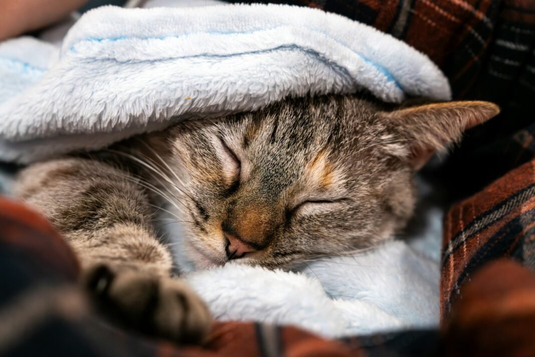 Hypothermia in Cats
