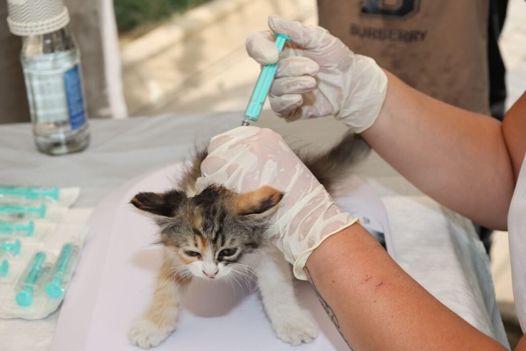 when do kittens get their first vaccine