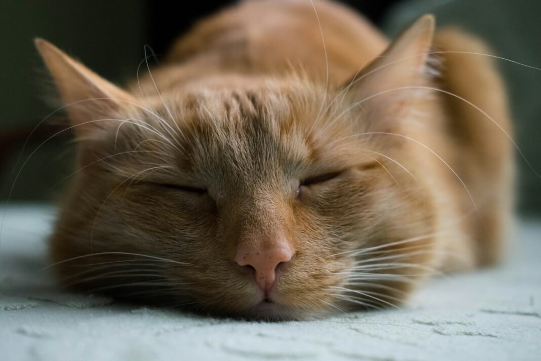 My Cat Has a Fever