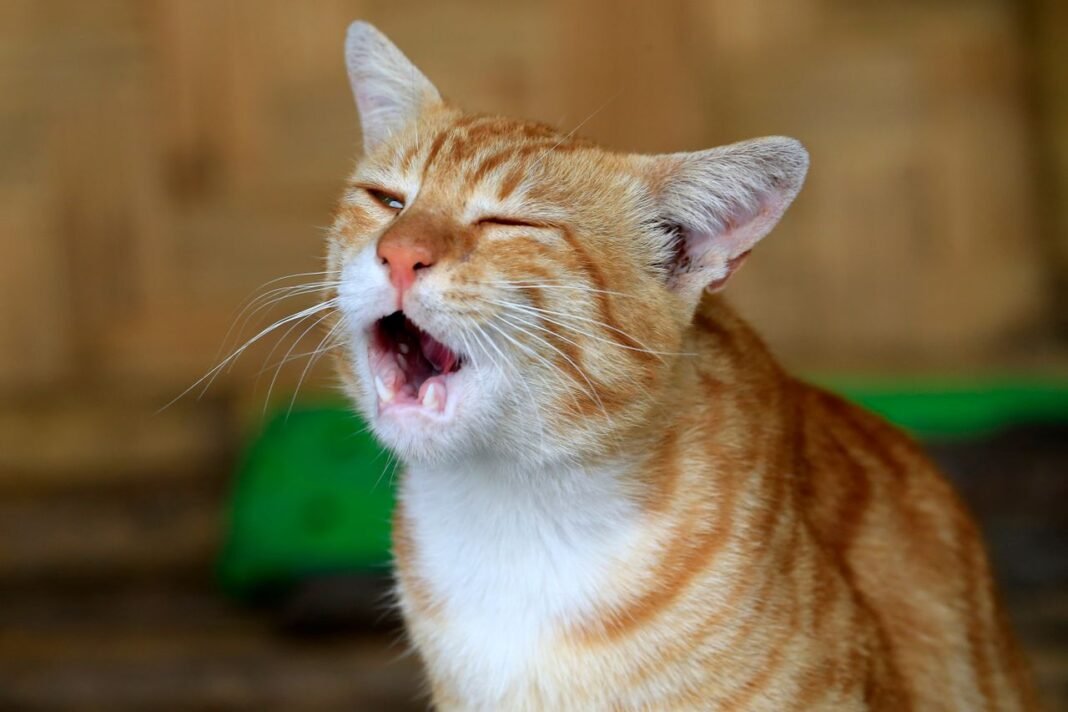 My Cat Sneezing