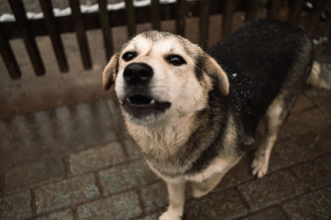 why does my dog bark so much