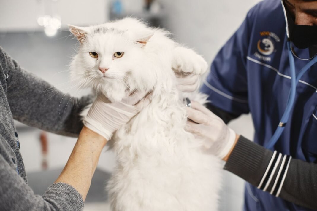 Neuter My Cat
