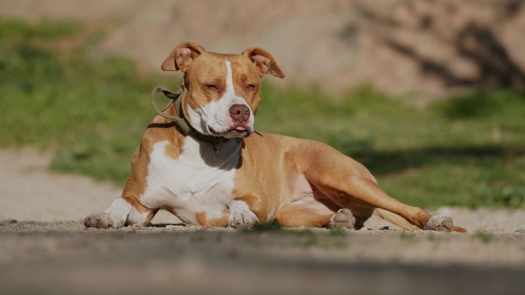 Pitsky