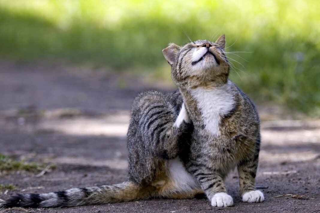 tick treatment for cats