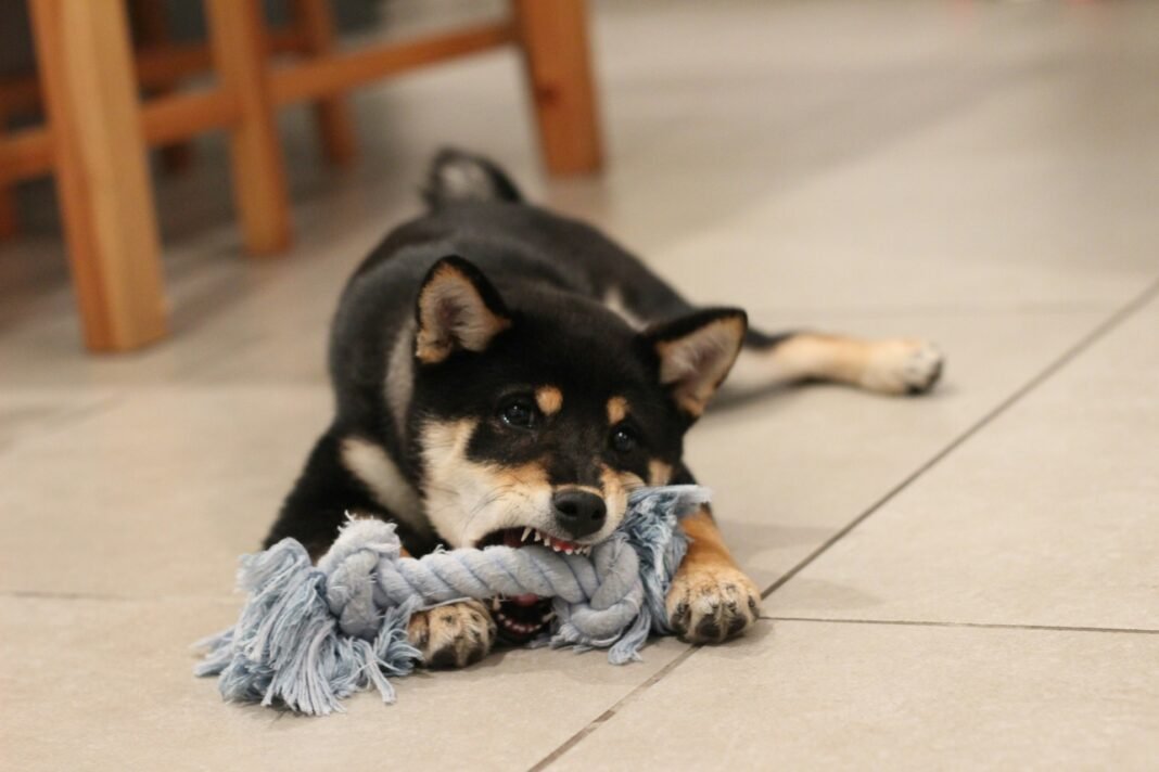 best dog chew toys for heavy chewers
