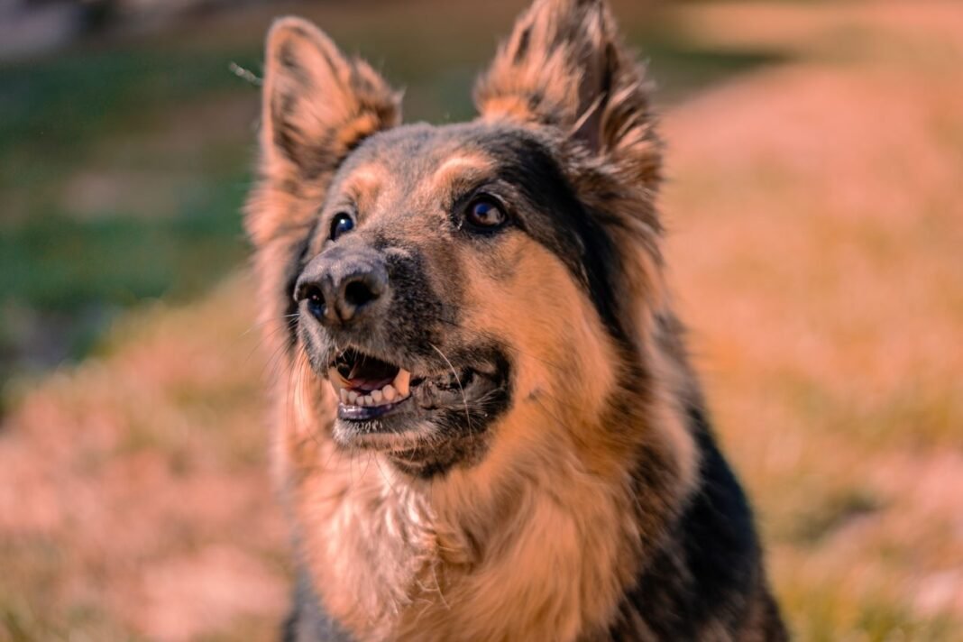 how to calm a hyper dog