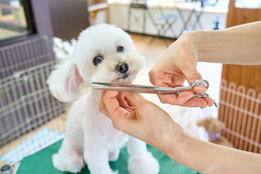 how often should you groom your dog
