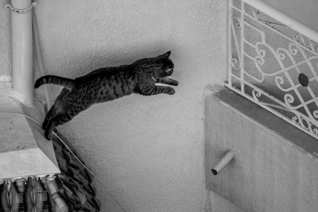my cat fell from a height