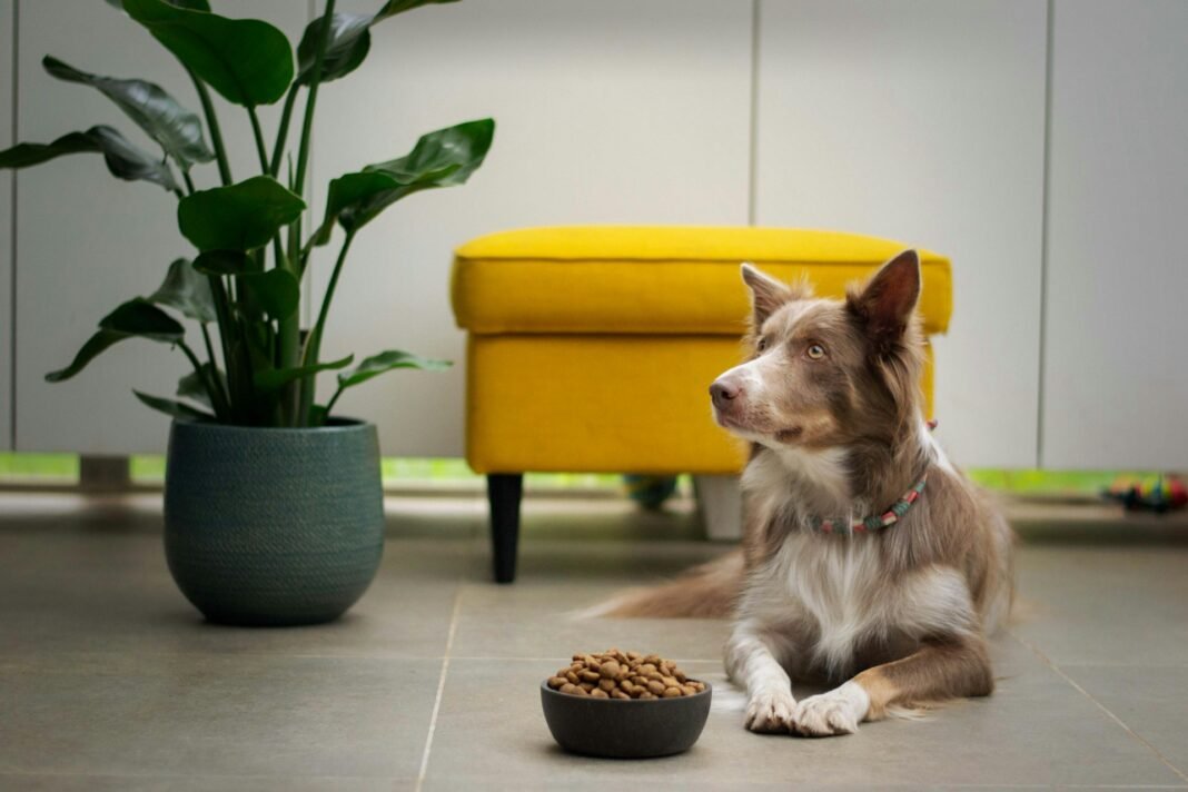 my dog is not eating