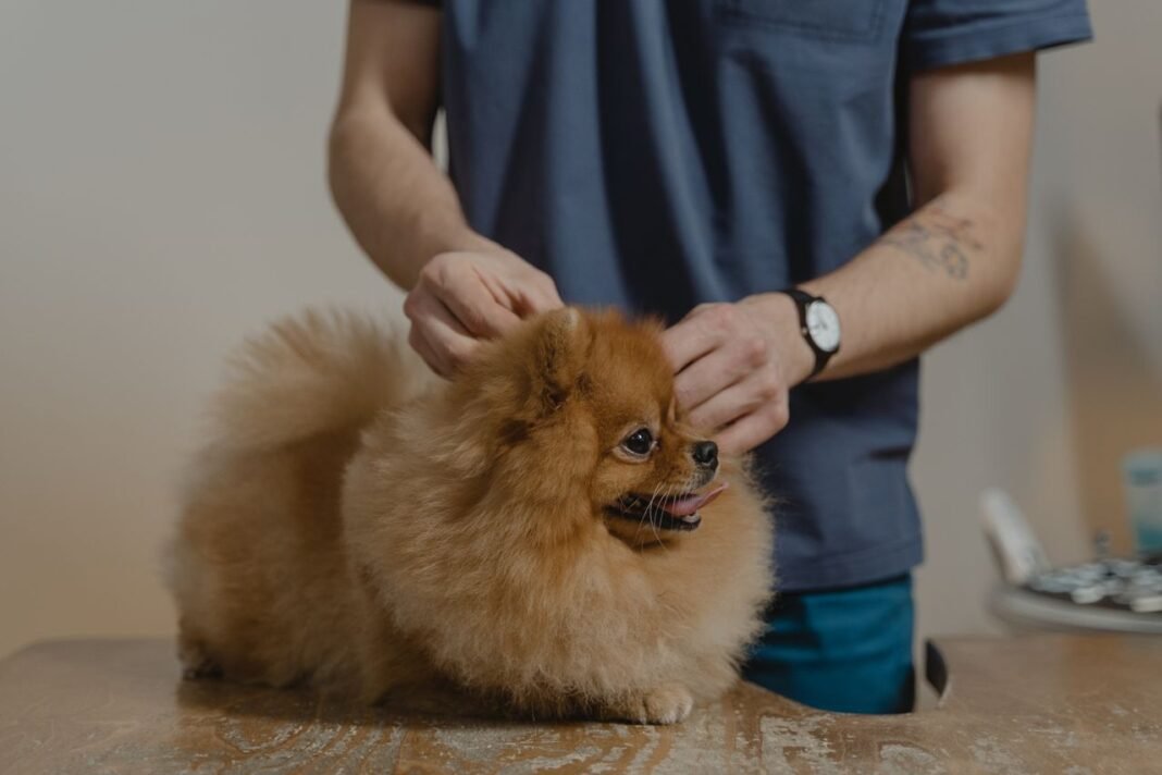 tick prevention for pets